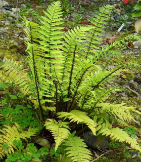 Dryopteris atrata